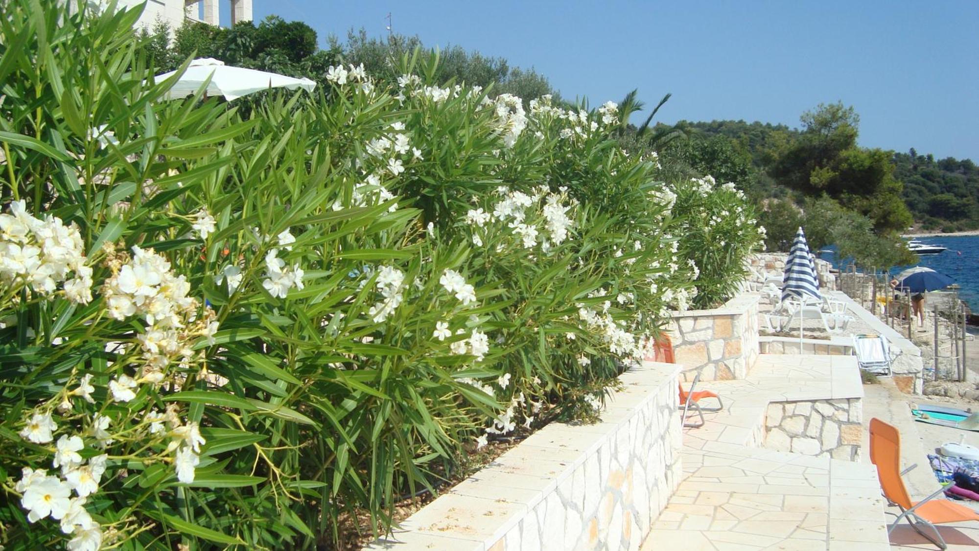 Apartments Niana With Heated Seawater Swimingpool Donji Okrug  Dış mekan fotoğraf